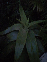 Aloe kouebokkeveldensis
