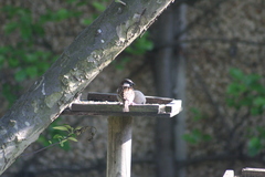 Passer domesticus