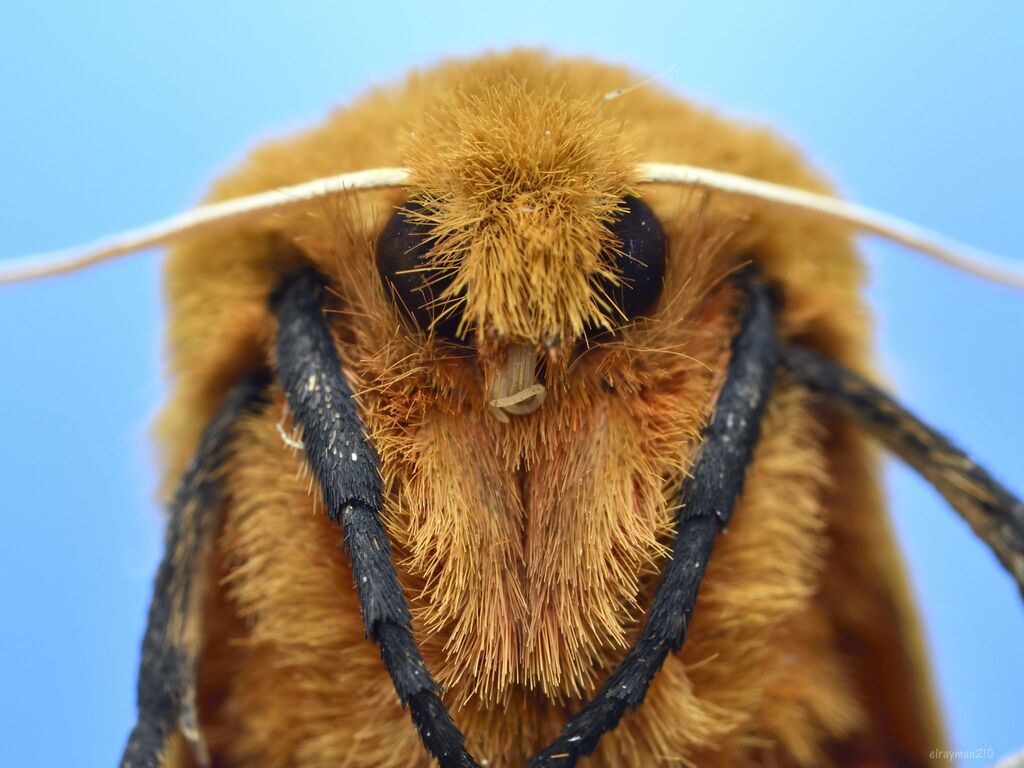 Pyrrharctia