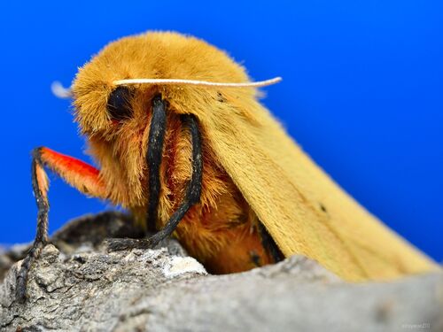 Isabella Tiger Moth, photo 3 of 10