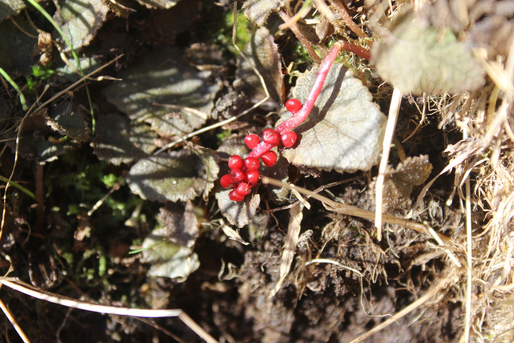 Gunnera prorepens; photograph (c) Joe Dillon, some rights reserved (CC BY)