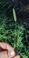 Phalaris caroliniana