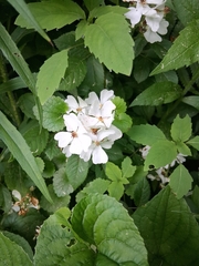 multiflora rose