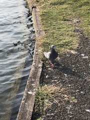 Columba livia domestica