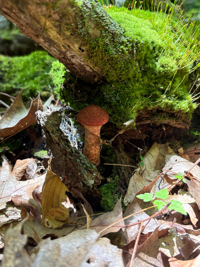 Painted Suillus · June 2026 · photo: Photo: (c) delognut, some rights reserved (CC BY) · iNaturalist
