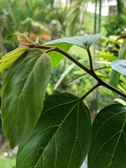 Colubrina arborescens