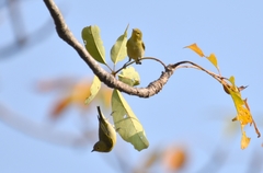 Cephalopyrus flammiceps