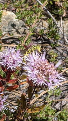 Monardella hypoleuca, photograph 6