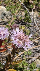 Monardella hypoleuca, photograph (c) George Williams, some rights reserved (CC BY)