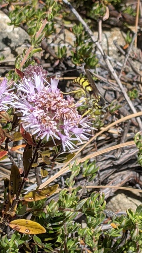 Monardella hypoleuca, photograph 5