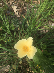 Eschscholzia californica