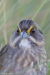 Seaside Sparrow photo 2