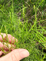 Medranoa palmeri, photograph (c) Jane Weeden, some rights reserved (CC BY)