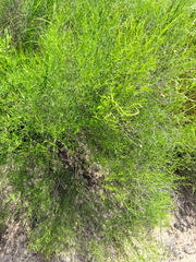 Medranoa palmeri, photograph (c) Jane Weeden, some rights reserved (CC BY)