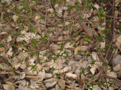 Rhododendron kiusianum