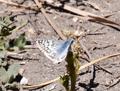 iNaturalist observation photo of Common Checkered-Skipper