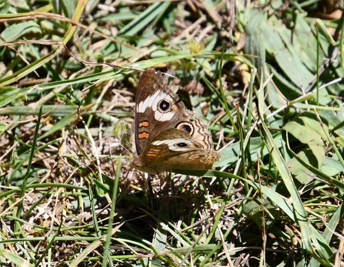 iNaturalist observation photo of Gray Buckeye