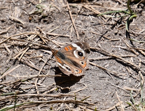 iNaturalist observation photo of Gray Buckeye
