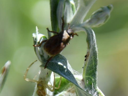iNaturalist observation photo of Grapevine Hoplia