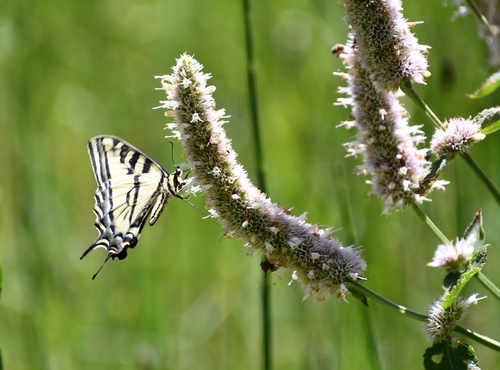 iNaturalist observation photo of Western Tiger Swallowtail
