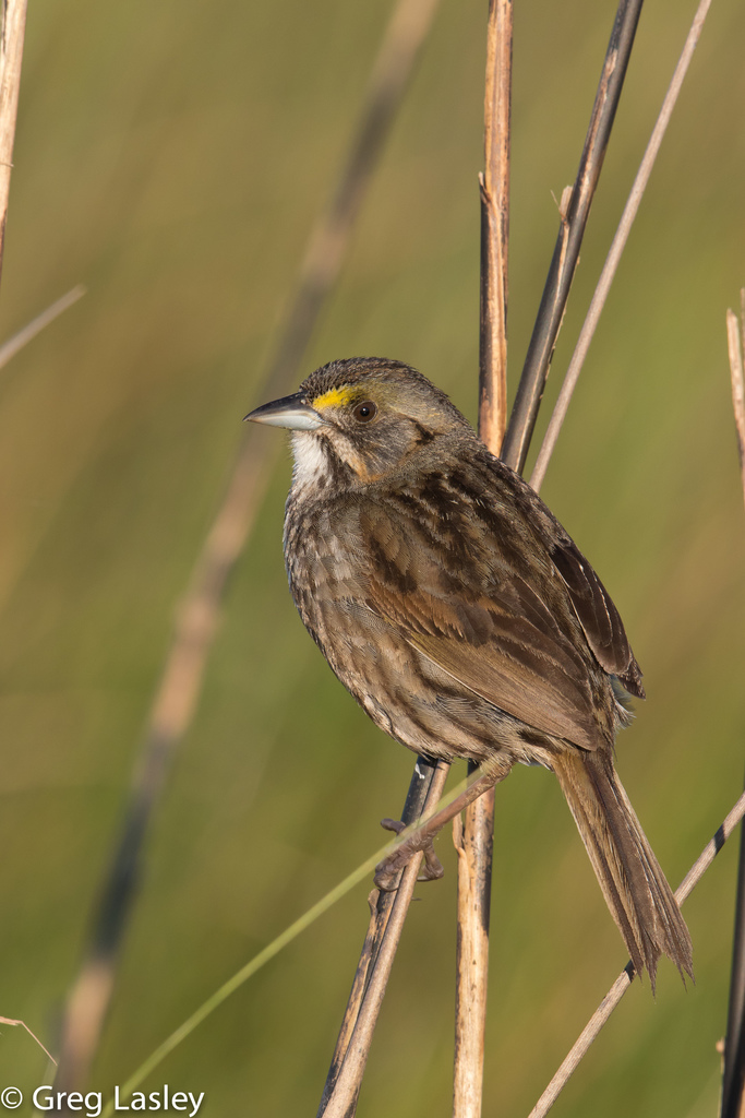 Seaside Sparrow photo