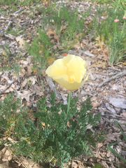 Eschscholzia californica