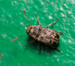 Tropiderini