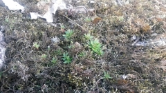 Androsace occidentalis