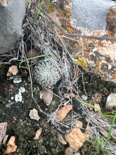 Pelecyphora aselliformis
