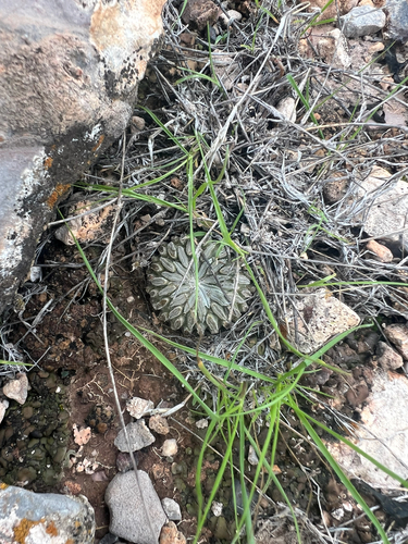 Pelecyphora aselliformis