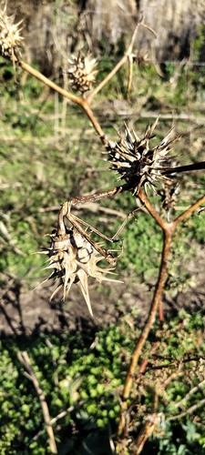 Datura ferox, photograph 6