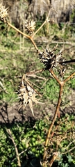 Datura ferox, photograph (c) Pablo H Capovilla, some rights reserved (CC BY)