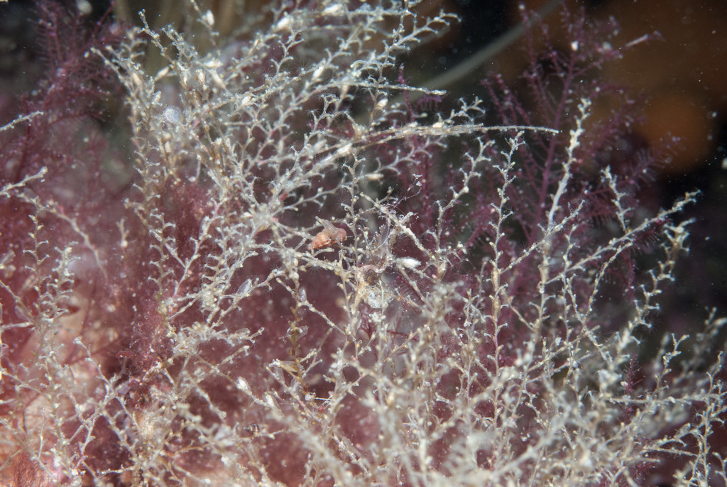 great tooth hydroid