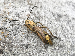 Necydalis cavipennis