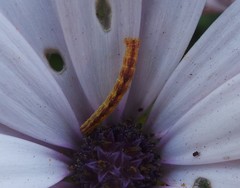 Eupithecia miserulata
