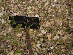 Rhododendron kiusianum
