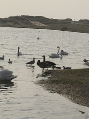 Branta canadensis