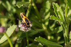 Chauliognathus scutellaris