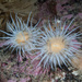 Sandalled Anemone - Photo (c) Bernard Picton, some rights reserved (CC BY), uploaded by Bernard Picton
