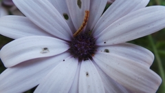 Eupithecia miserulata