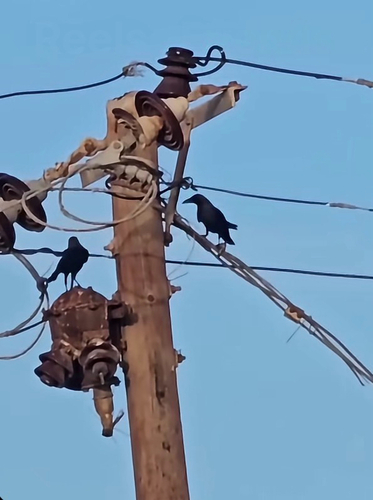 Common Raven