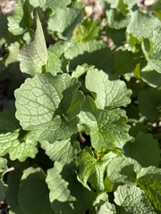 Alliaria petiolata