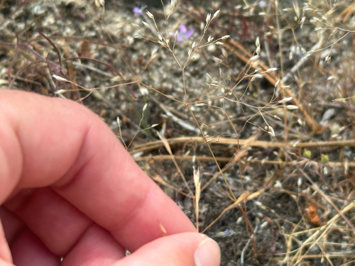 Deschampsia danthonioides, 2026-06-28