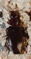 Plochionus