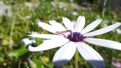 Eupithecia miserulata