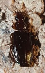 Plochionus