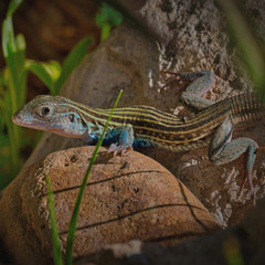 Aspidoscelis gularis