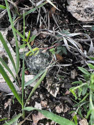 Mammillaria aureilanata