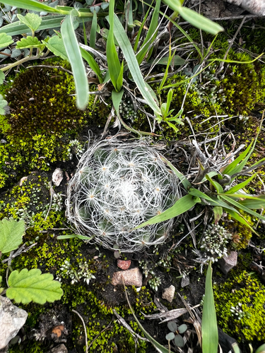 Mammillaria aureilanata