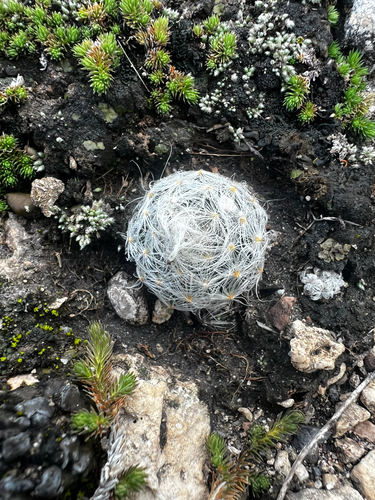 Mammillaria aureilanata
